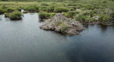 Les barrages et les huttes de castors peuvent avoir un impact sur la faune (Photo : Mikhaela Neelin)