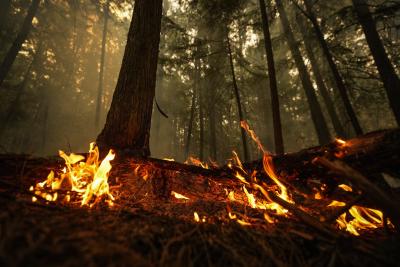 Un point fort de l’incendie de forêt de Lower East Adams Lake brûle à Scotch Creek, en C.-B., le 20 août 2023. (LA PRESSE CANADIENNE/Darryl Dyck)