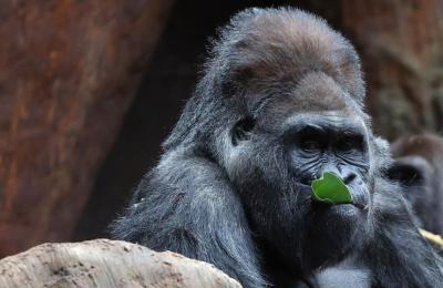 Charles, un gorille à dos argenté de 52 ans, est mort au zoo de Toronto. (Photo : Steve Russell, The Toronto Star, via X.)