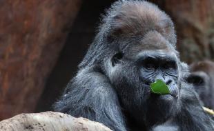 Charles, un gorille à dos argenté de 52 ans, est mort au zoo de Toronto. (Photo : Steve Russell, The Toronto Star, via X.)